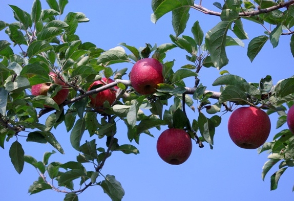Beppu apple orchards